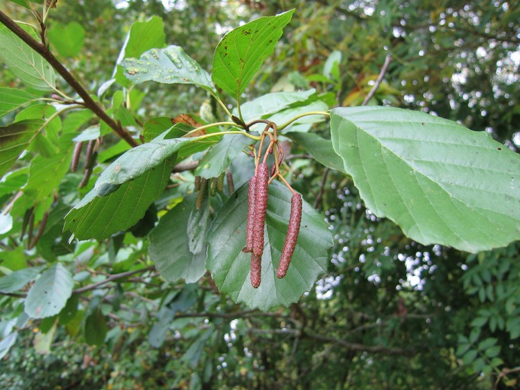 Alnus glutinosa
